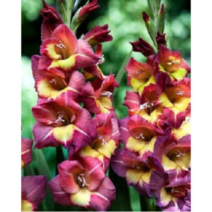 Гладіолус Brescia