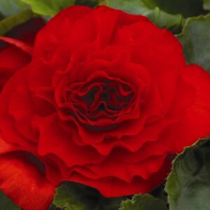 Бегонія махрова Темно-червона