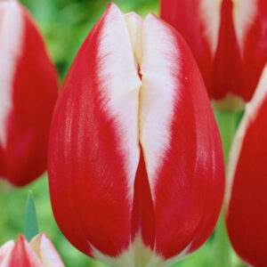 Тюльпан Leen van der Mark 600 цибулин розмір 12+