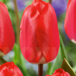 Тюльпан Fostery king 600 цибулин розмір 12+