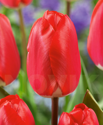 Тюльпан Fostery king 600 цибулин розмір 12+