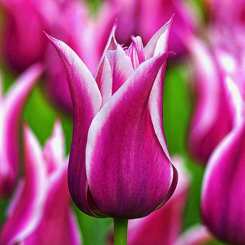 Тюльпан Ballada 600 цибулин розмір 12+