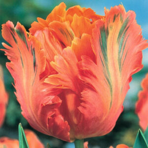 Тюльпан Ego Parrot 600 цибулин розмір 12+