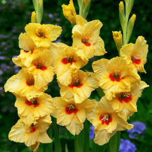 Гладіолус Jaster