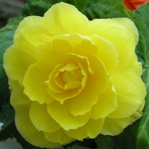 Бегонія махрова Жовта