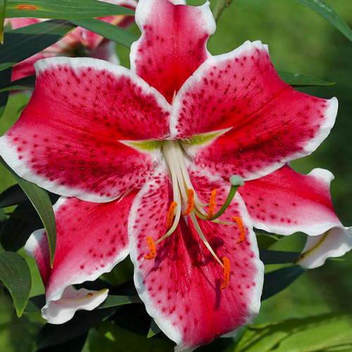 Лілія Starfighter