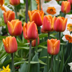 Тюльпан Браун Шуга 25 цибулин розмір 10/11