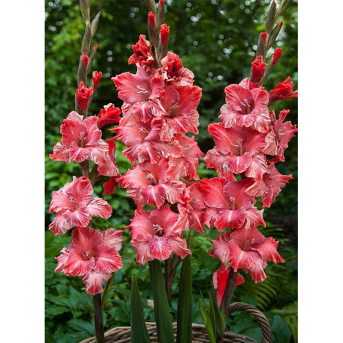 Гладіолус Vabene