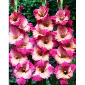 Гладіолус Ted's Favorite