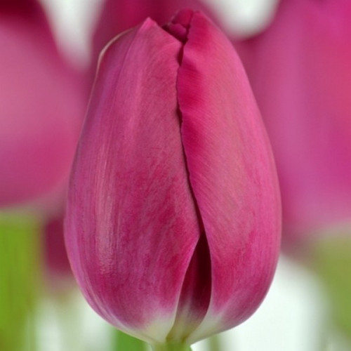 Тюльпан Barcelona 600 цибулин розмір 12+