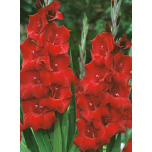 Гладіолус Oscar