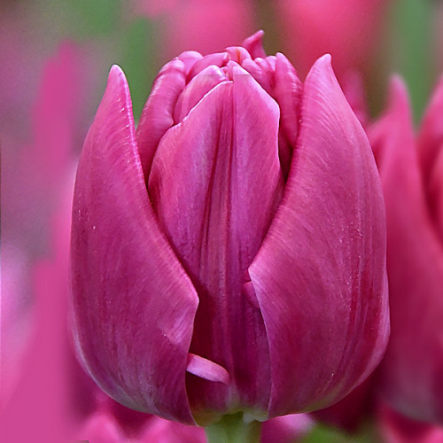 Тюльпан Double Princess 600 цибулин розмір 12+