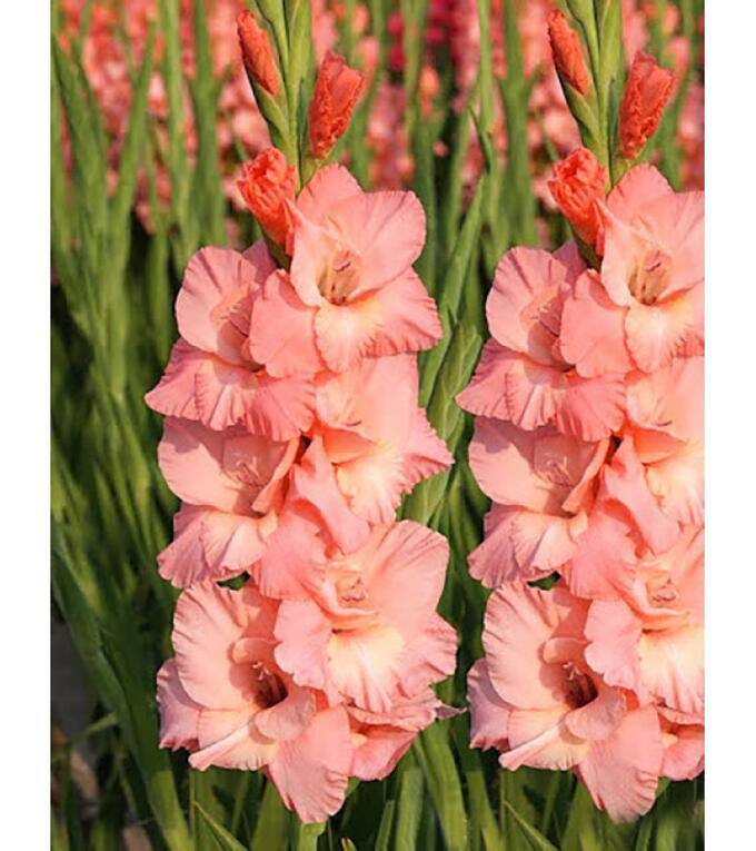 Гладіолус Sugar daddy