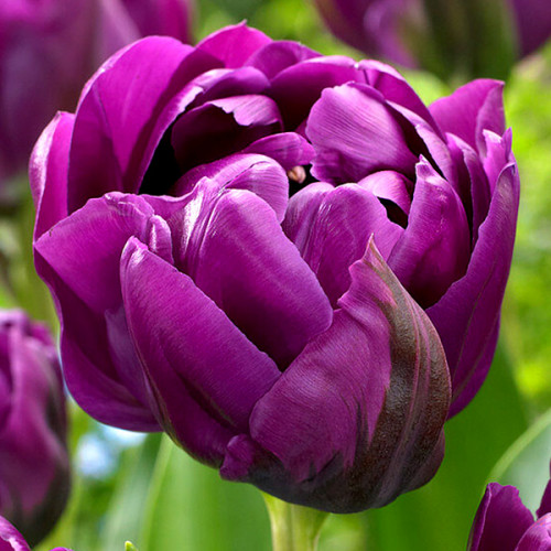 Тюльпан Negrita Double 600 цибулин розмір 12+