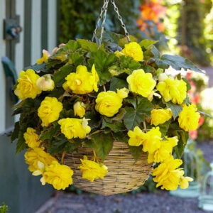 Бегонія ампельна з гігантськими квітками Жовта