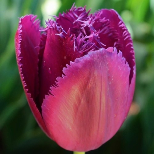 Тюльпан Curly Sue 600 цибулин розмір 12+