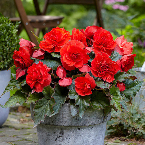 Бегонія махрова Яскраво-червона