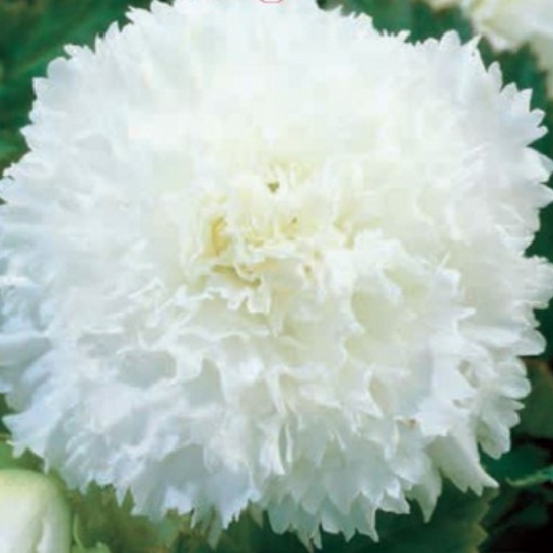 Бегонія фімбріата Біла