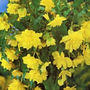 Бегонія ампельна Каскад Жовта