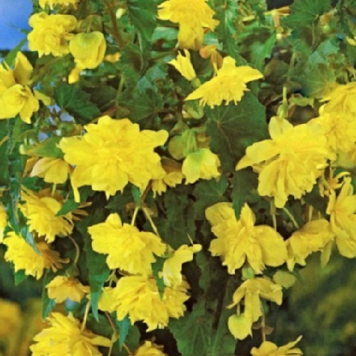 Бегонія ампельна Каскад Жовта