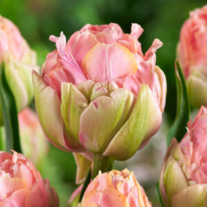 Тюльпан Quinty Trustfull 600 цибулин розмір 12+