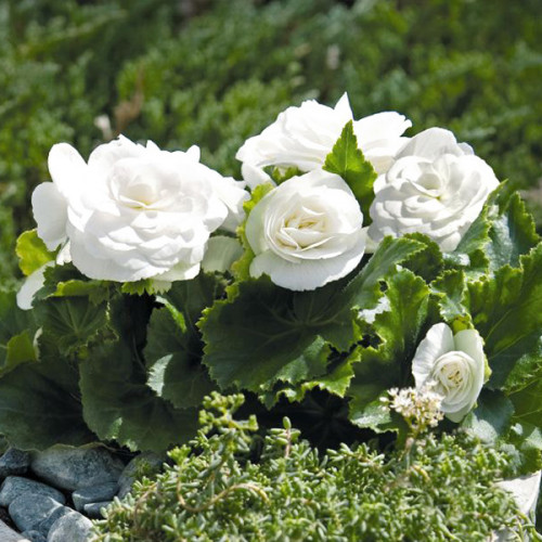 Бегонія махрова New Star Біла