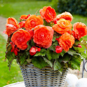 Бегонія махрова New Star Помаранчева