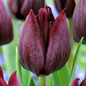 Тюльпан Ronaldo 600 цибулин розмір 12+