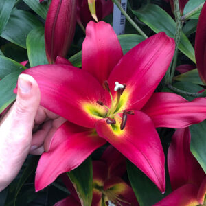 Лілія Touchstone