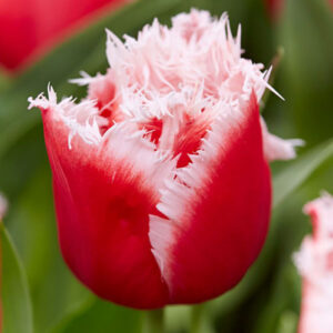 Тюльпан Bellflower 600 цибулин розмір 12+