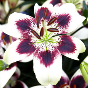 Лілія Patricia's Pride