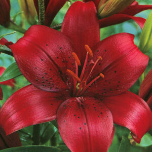 Лілія California