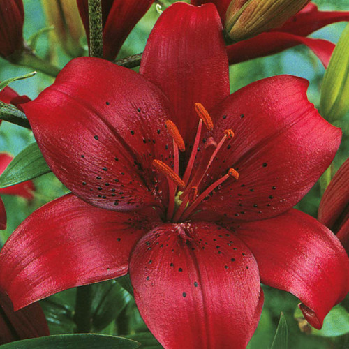 Лілія California