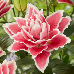 Лілія Roselily Samantha