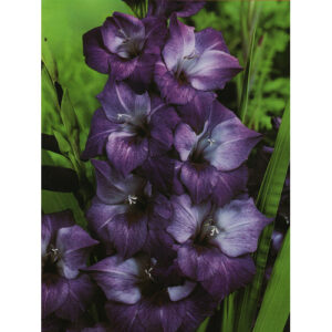 Гладіолус Hidden Treasure