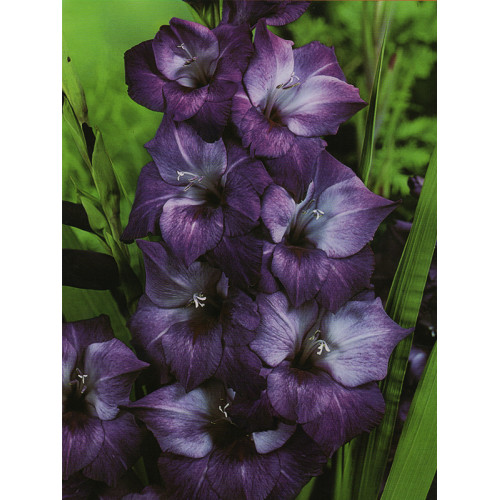 Гладіолус Hidden Treasure