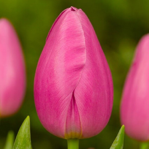 Тюльпан Jumbo pink 600 цибулин розмір 12+