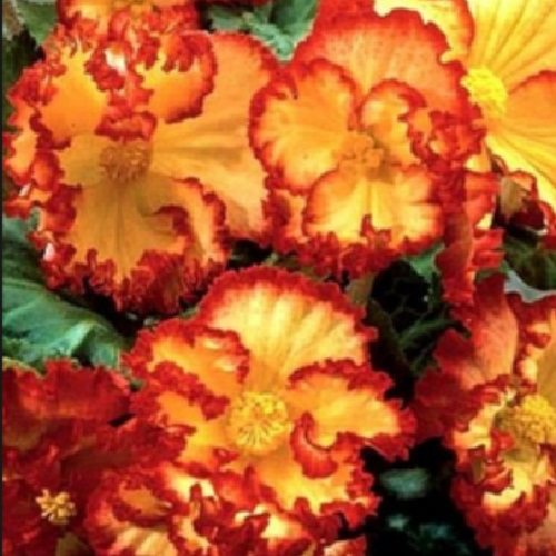 Бегонія Кріспа Марджината червоно-жовта