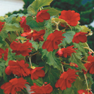 Бегонія ампельна Червона