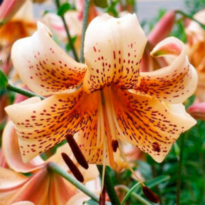 Лілія Tiger Babies