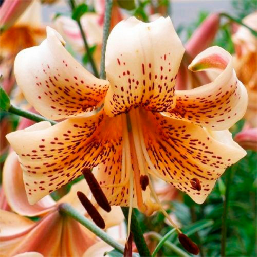 Лілія Tiger Babies