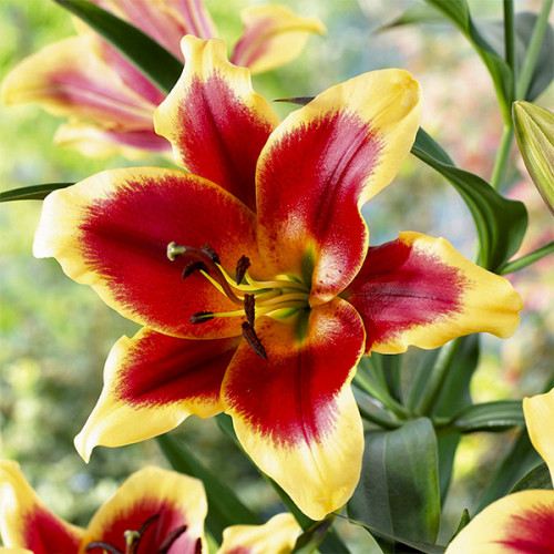 Лілія Red dutch