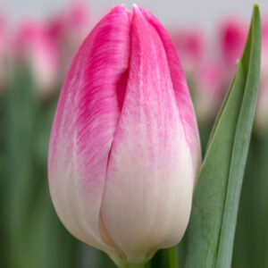 Тюльпан Bolroyal Pink 600 цибулин розмір 12+