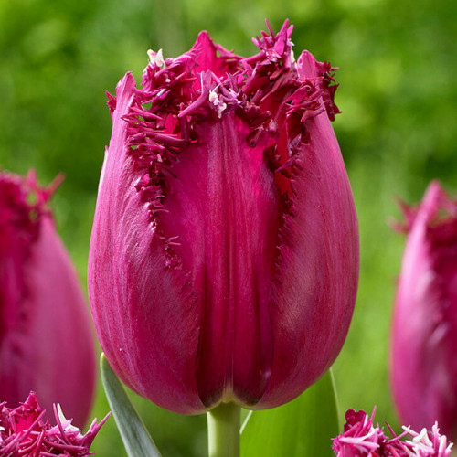 Тюльпан Magento 600 цибулин розмір 12+