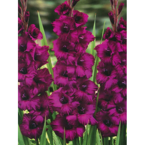 Гладіолус Plumart