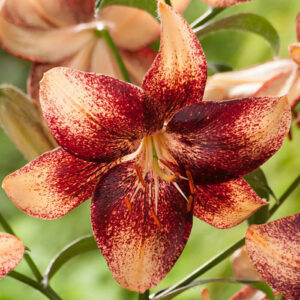 Лілія Chocolate Event