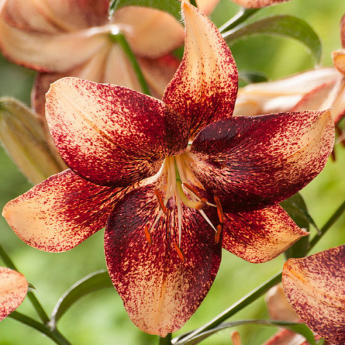 Лілія Chocolate Event