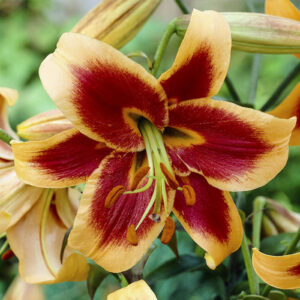 Лілія Red Morning