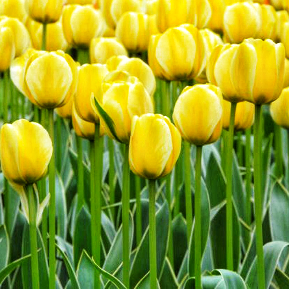 Тюльпан Джап Грут 25 цибулин розмір 10/11