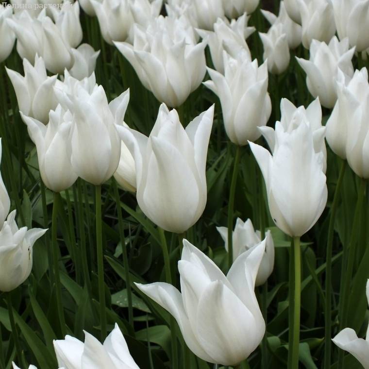 Тюльпан Ballade White 600 цибулин розмір 12+